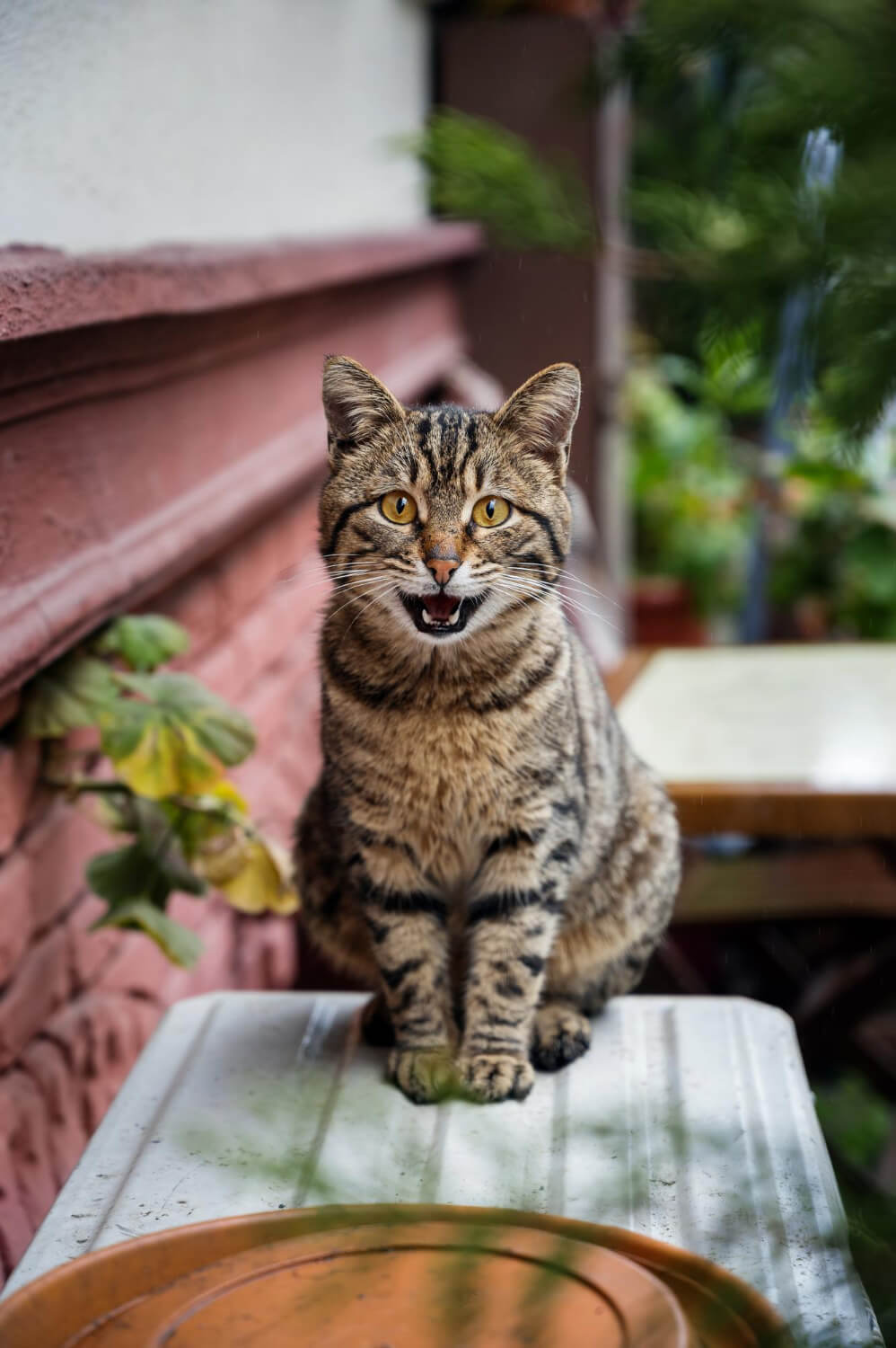 cat in Turkey, Istanbul 