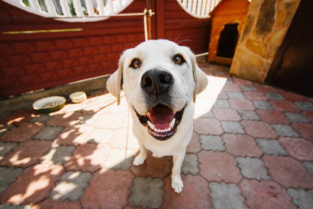 dog looking into camera for photo