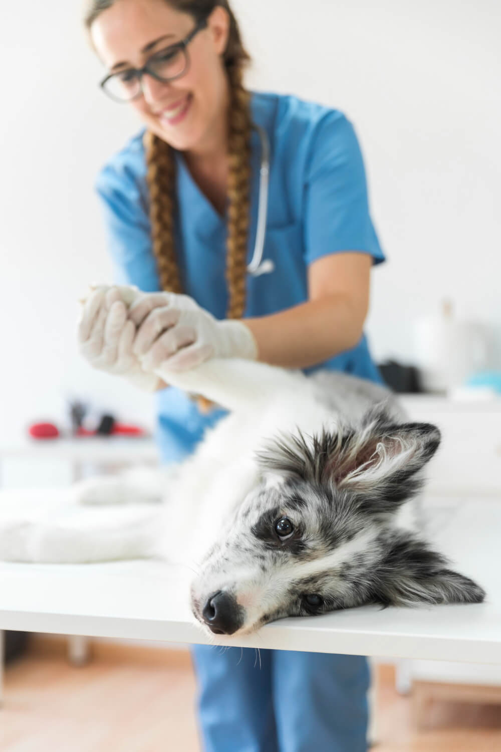 Vet performing chiropractic moves on pet