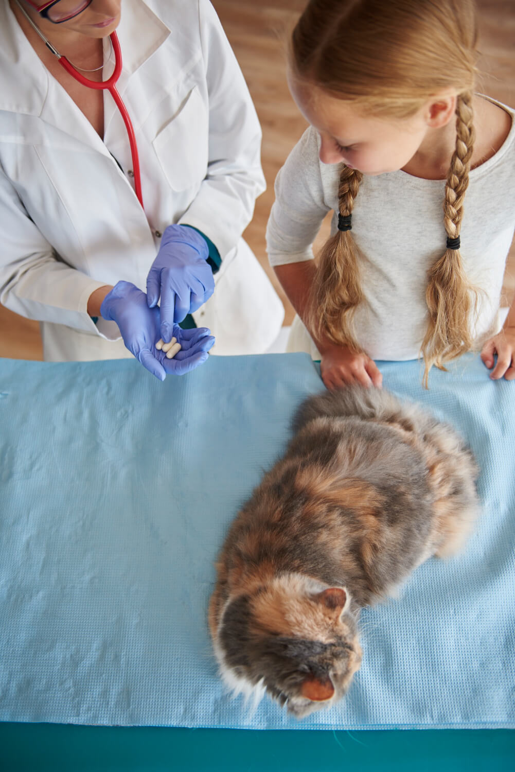 high angle image of vet with patient