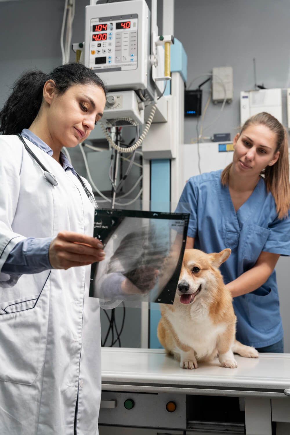 X-rays being checked by a vet