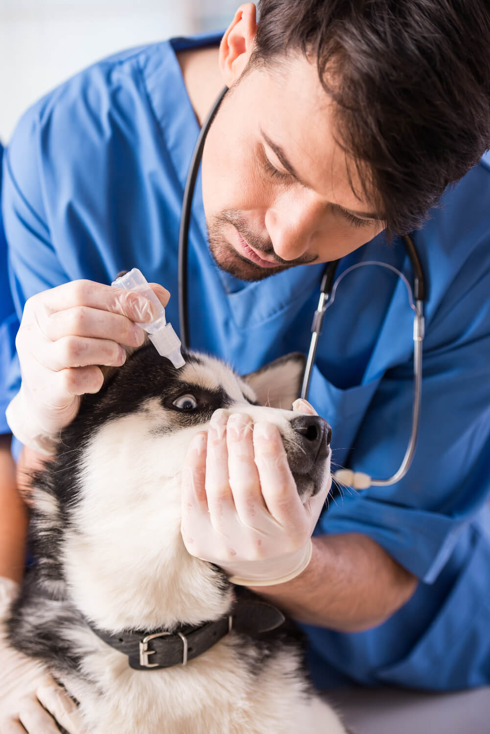 vet putting eye drops in a dogs eyes