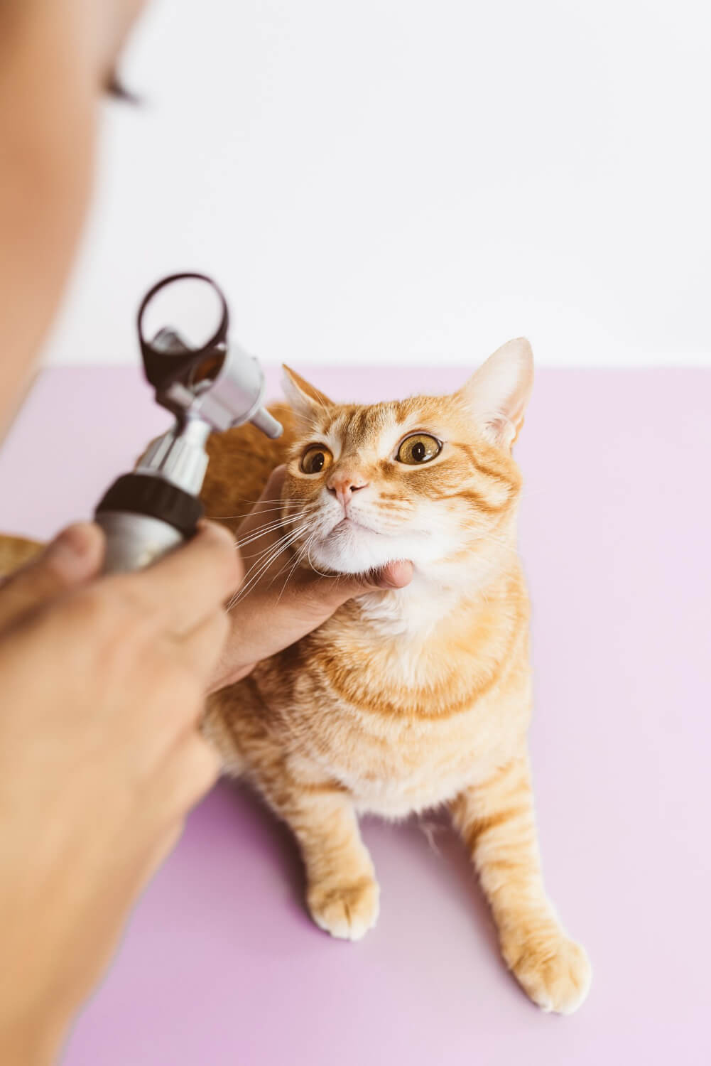 vet checking a cats eyes