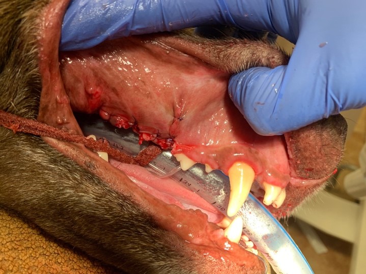 after image of tooth extraction on pet