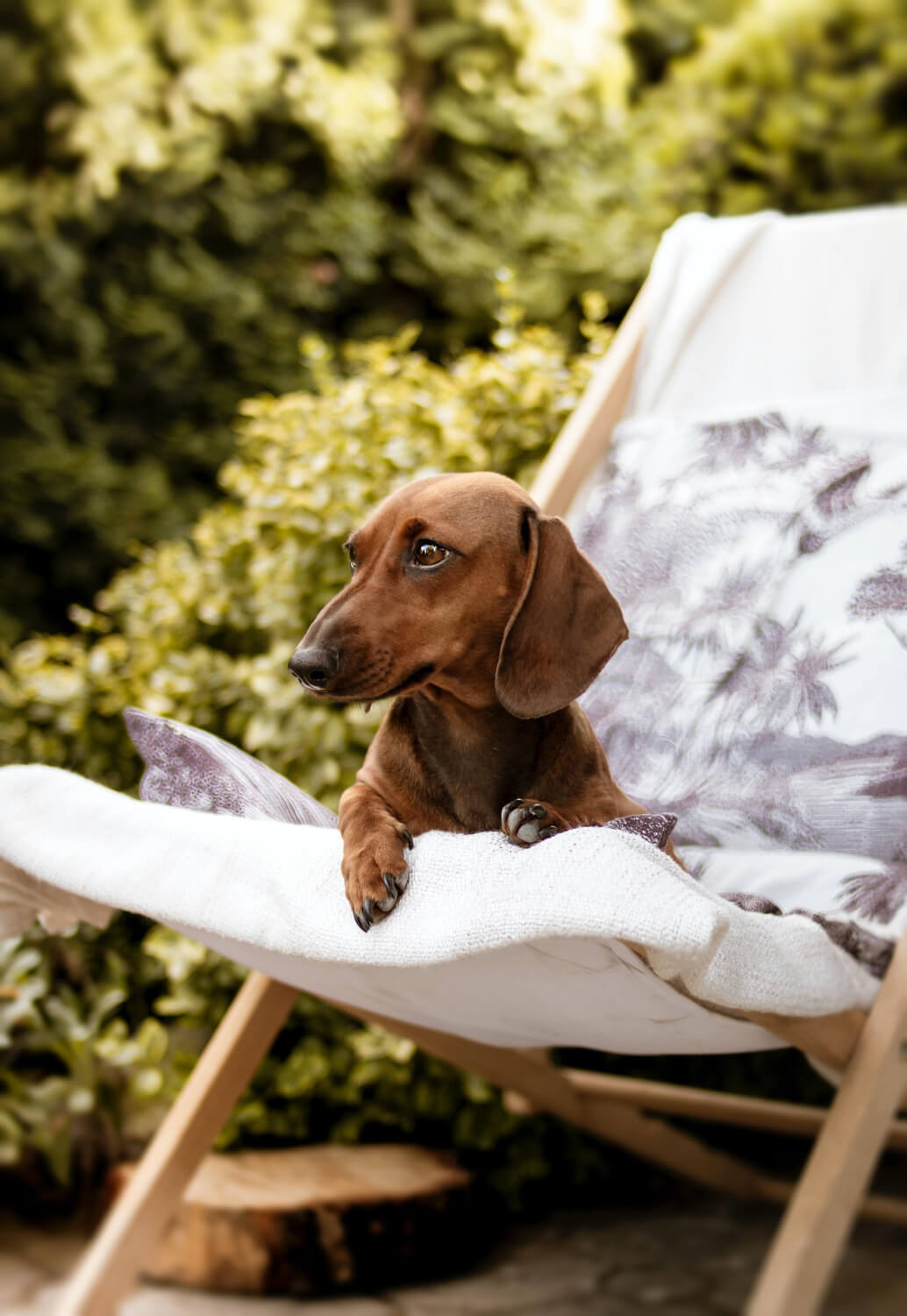 Dachshund dog sitting on a pool lounger 