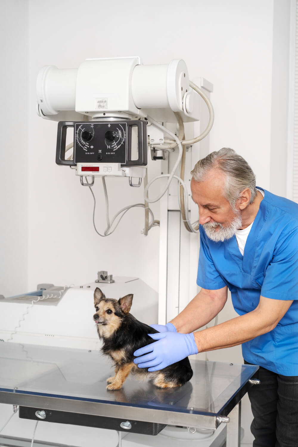 vet taking care of pet