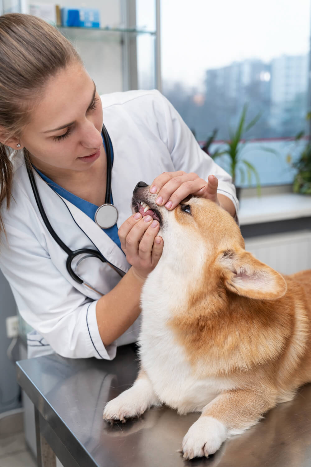 dog getting teeth checked