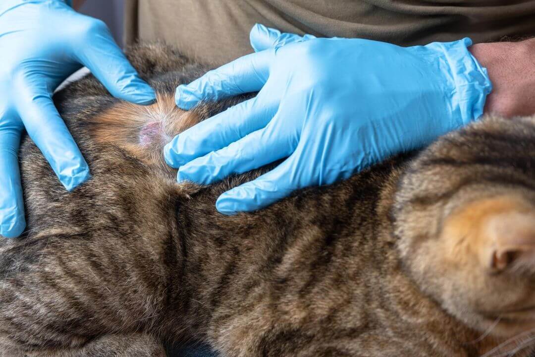 skin condition on a cat