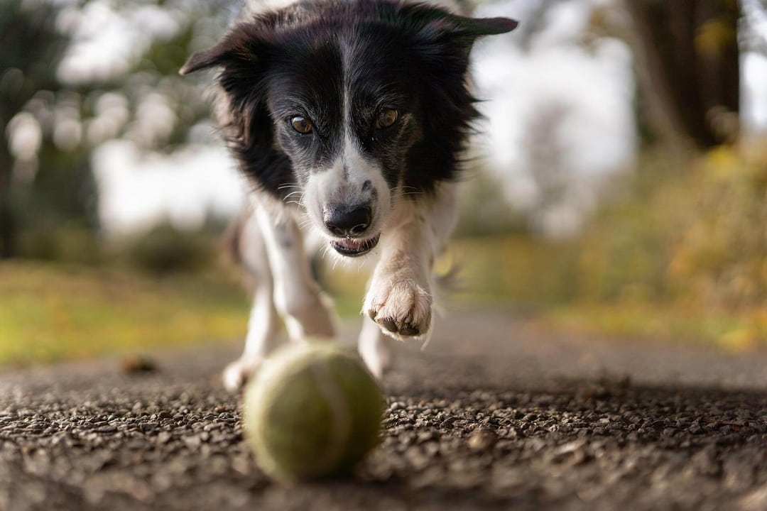 dog chasing a ball in the park