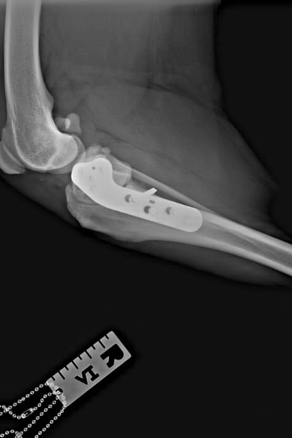 xray of a pet