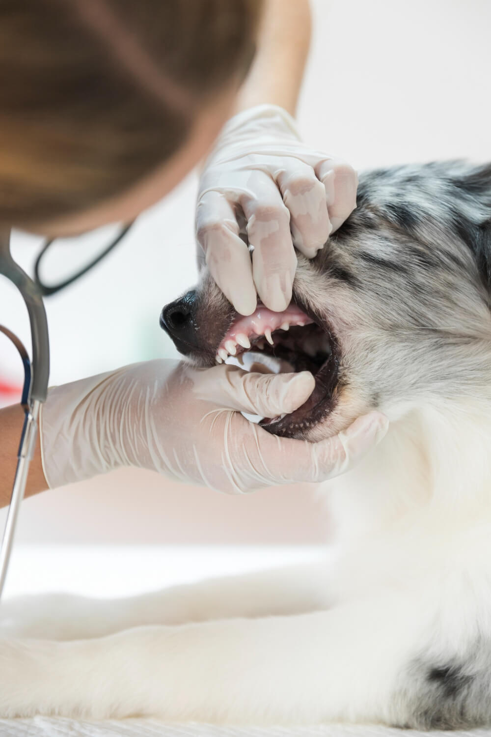 vet checking pets teeth