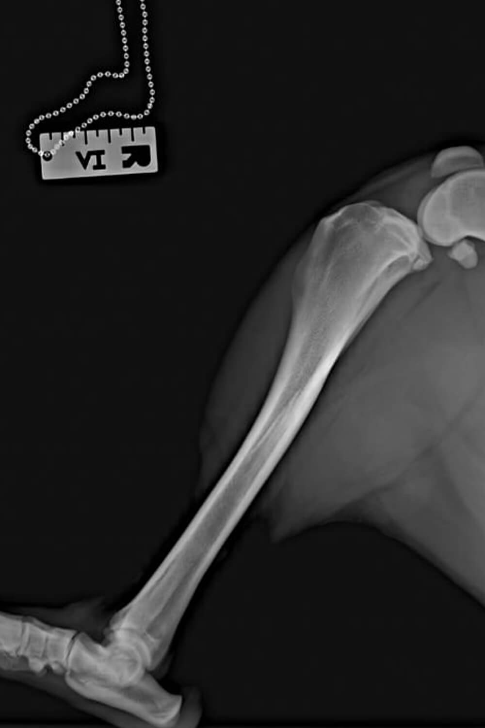 X-ray of a pets leg