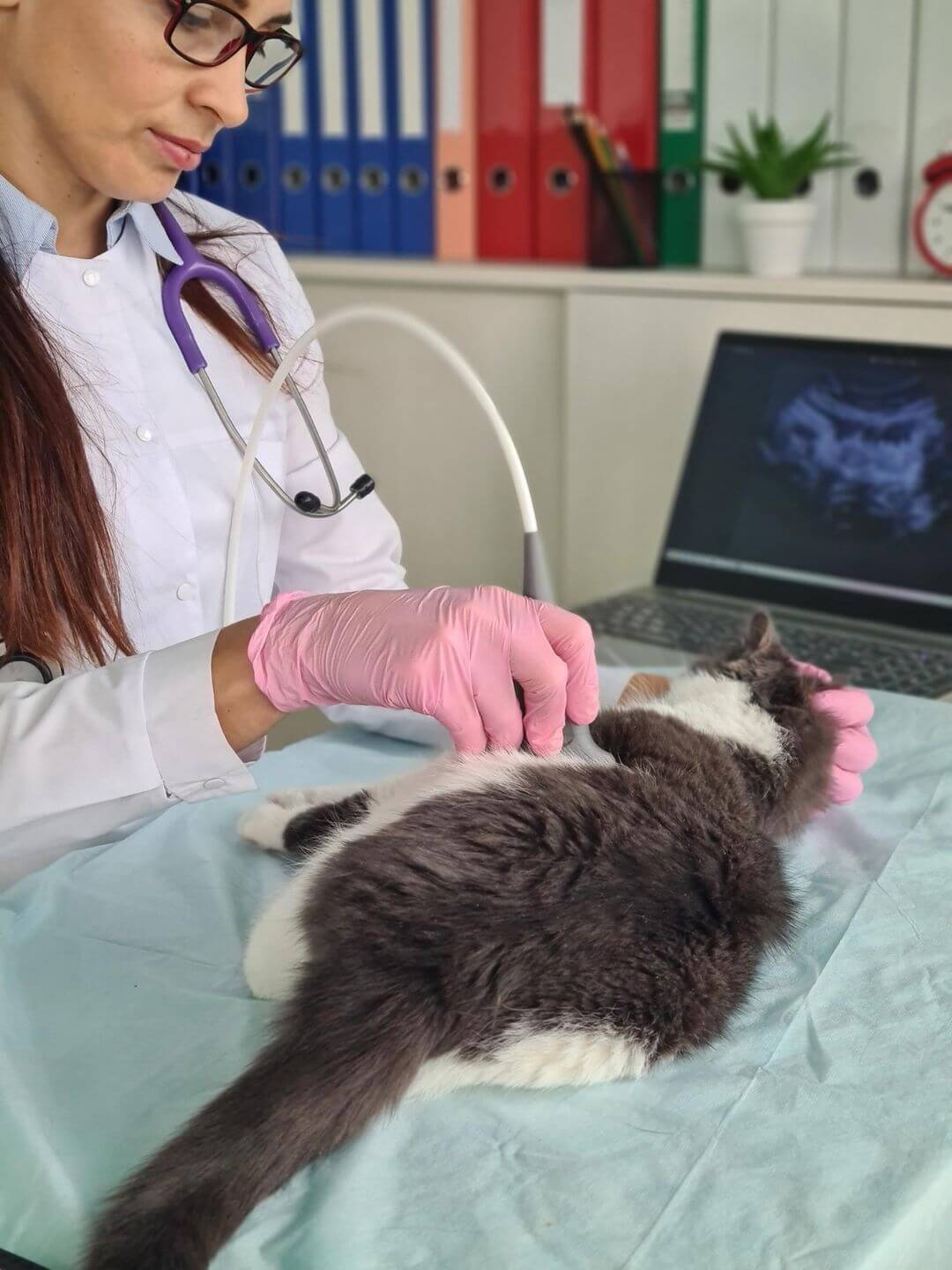 vet performing an ultrasound